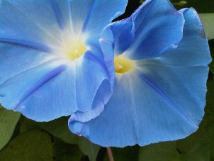 Nature/blueflower-trimble-resize.jpg